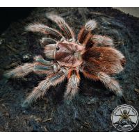 Grammostola rosea RED/Chilean Rose Red 4fh  (2-3cm)